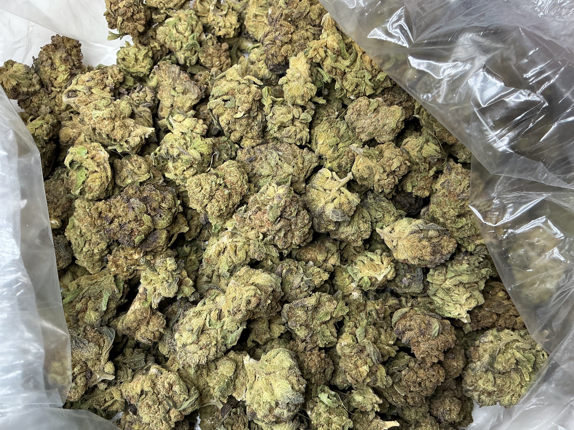 Cadillac Rainbow THCa Flower (Budget) ***Lightly Seeded*** / 14 Grams (1/2)